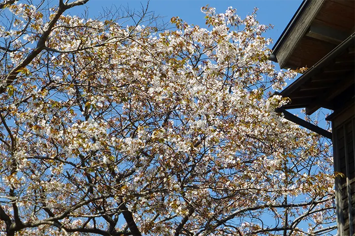 民家の庭のヤマザクラ 民家の庭のヤマザクラ